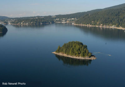Racoon Island